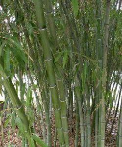 雲和哺雞竹 雲和哺雞竹