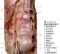 交感神經鏈綜合徵 交感神經鏈綜合徵