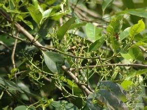 大果水翁 大果水翁