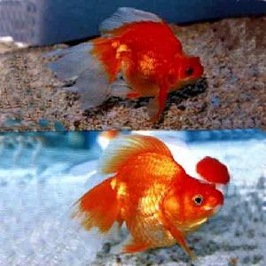 紅白花翻鰓珍珠 紅白花翻鰓珍珠