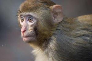猴子