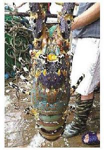 七彩龍蝦 七彩龍蝦