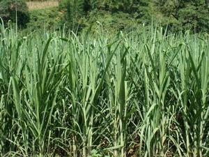 平村大寨自然村-甘蔗種植