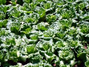 阿里塘村 阿里塘村