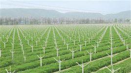 農業標準化 農業標準化