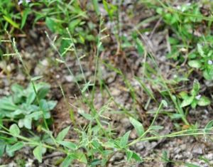毛臂形草(原變種) 毛臂形草(原變種)