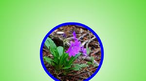 黛粉美花報春 黛粉美花報春