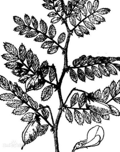 鷹咀豆屬 鷹咀豆屬