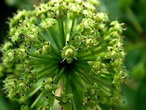吳茱萸草 吳茱萸草