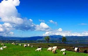 雲南拉什海濕地