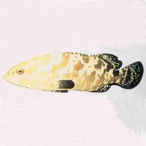 棕點石斑魚 棕點石斑魚