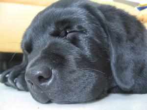 拉布拉多尋回犬