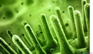 尼姆達病毒 尼姆達病毒