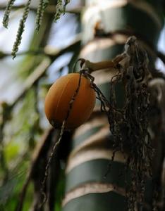 檳榔（成熟果實）