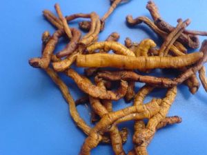 讀書丸酒 讀書丸酒