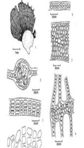 脆紅網藻 脆紅網藻