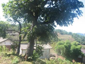 元里場村 元里場村