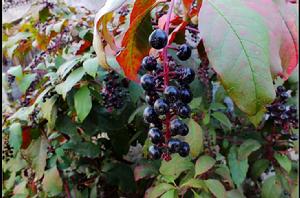 商陸[商陸科商陸屬植物]