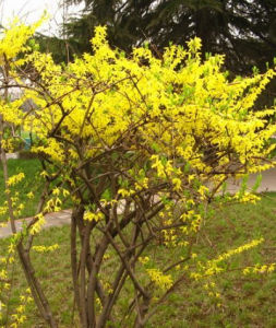 連翹[木犀科連翹屬植物]