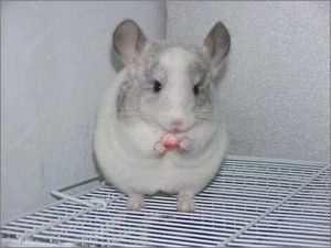 平原絨鼠 平原絨鼠