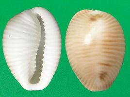 甲蟲蛹螺 甲蟲蛹螺