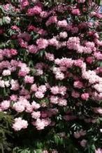 粉紅樹形杜鵑(變種) 粉紅樹形杜鵑(變種)