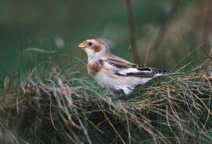 雪鵐阿留申群島亞種 雪鵐阿留申群島亞種