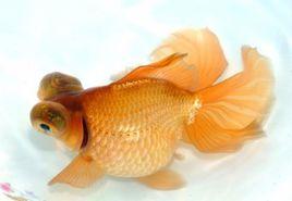 紫蘭花龍睛 紫蘭花龍睛