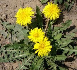 藥用蒲公英 藥用蒲公英