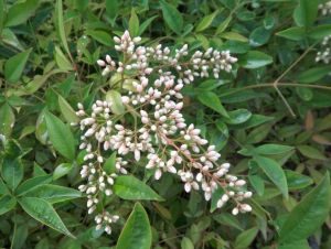 南天竹根 南天竹根