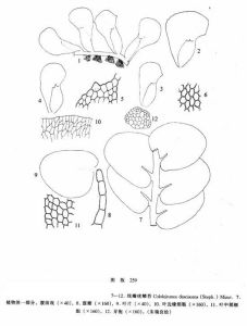 線瓣疣鱗苔 線瓣疣鱗苔