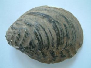 橢圓麗蚌 橢圓麗蚌