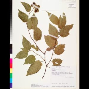 桑葉懸鉤子 桑葉懸鉤子