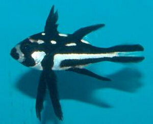 黑體羽鰓笛鯛 黑體羽鰓笛鯛