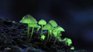 蘑菇【日本鹿兒島森林綠光蘑菇】