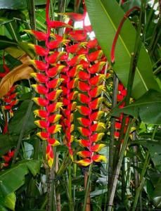 垂花赫蕉 垂花赫蕉