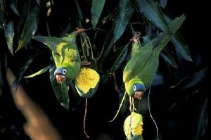 藍冠錐尾鸚鵡玻利維亞亞種