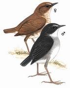 白喉短翅鶇 白喉短翅鶇