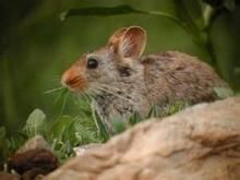 紅耳鼠兔 紅耳鼠兔