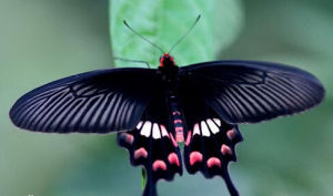 玉龍尾鳳蝶 玉龍尾鳳蝶