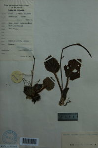 圓葉唇柱苣苔 圓葉唇柱苣苔