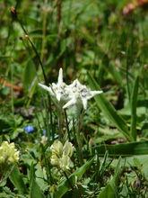 Edelweiss