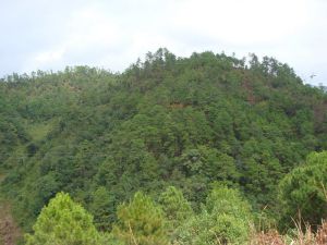 掌貫一村 掌貫一村