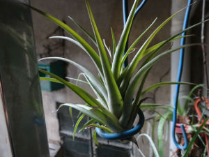 鳳梨水蘭 鳳梨水蘭