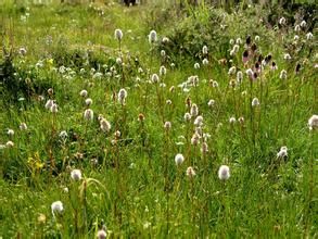 圓穗苔草 圓穗苔草