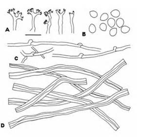 台灣多年臥孔菌 台灣多年臥孔菌