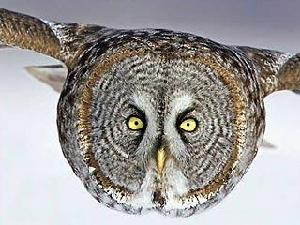 2005年10張最佳動植物照片(圖) 2005年10張最佳動植物照片(圖)