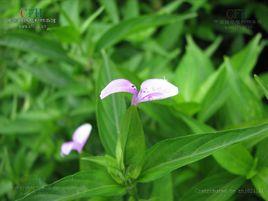 九頭獅子草 九頭獅子草