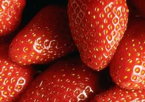 新型草莓 新型草莓