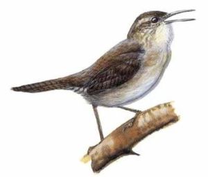 長嘴葦鷦鷯 長嘴葦鷦鷯